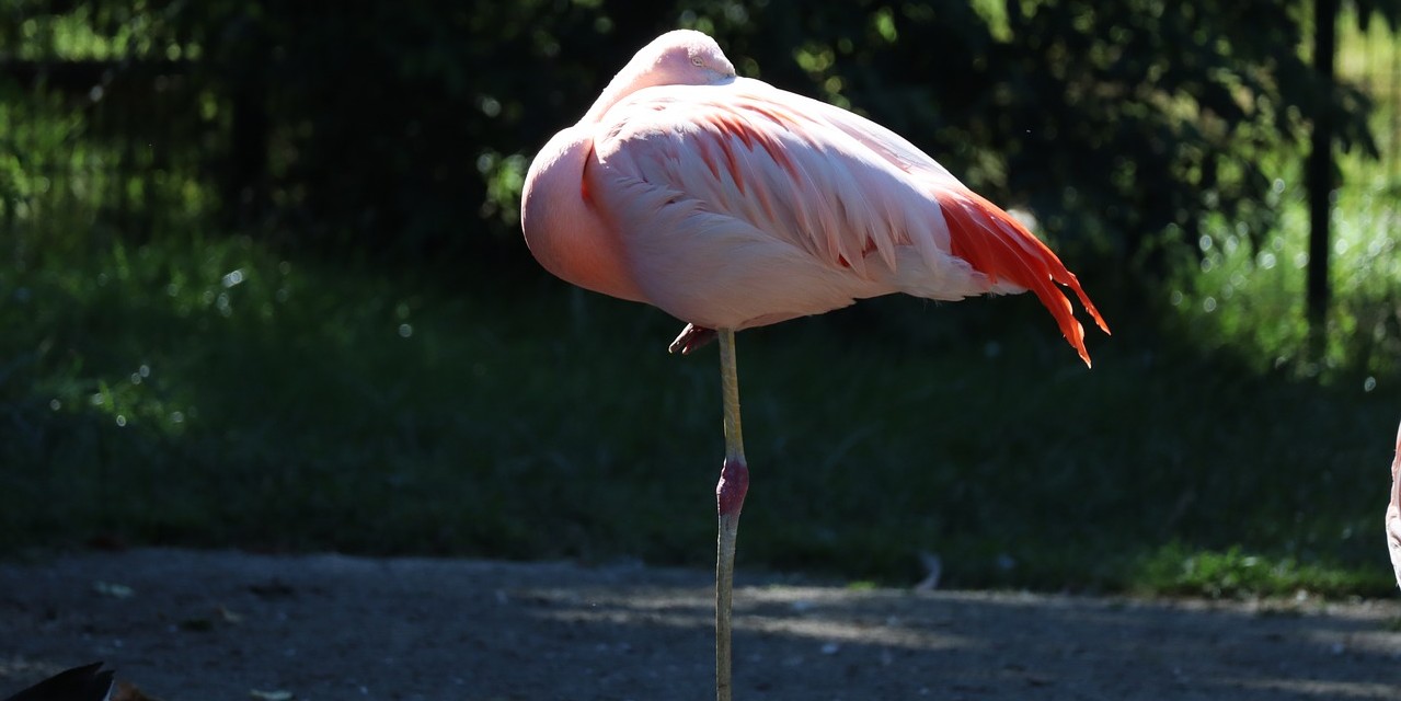 Lire la suite à propos de l’article Savez-vous dormir comme le flamant rose ?